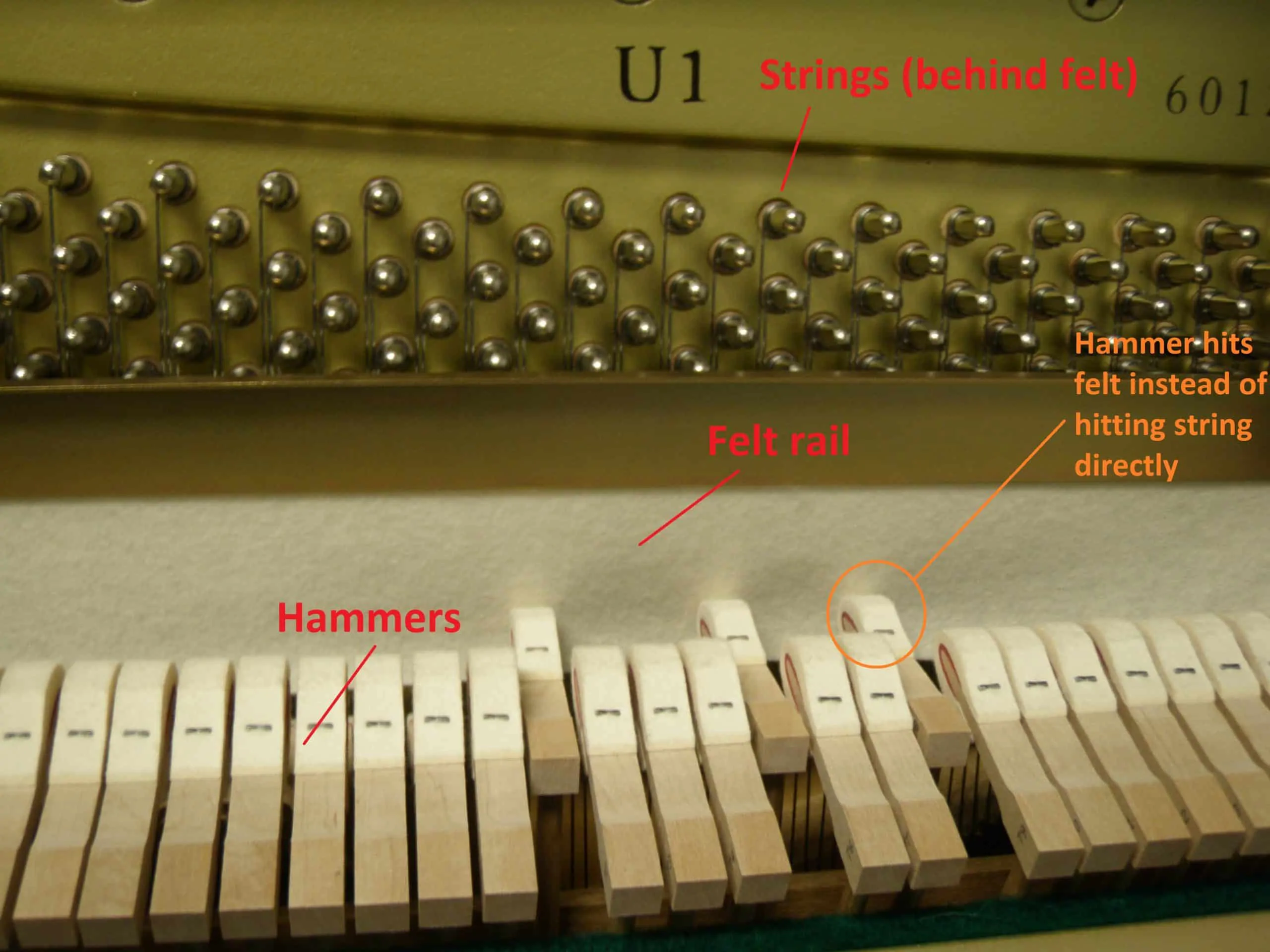 u1feltrail-scaled